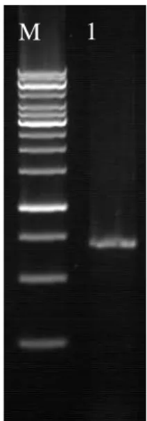Gambar 2. Pengecekan Hasil Amplifikasi Gen COI Ikan Melem Biru (Osteochilus  sp.) dengan Menggunakan UV Transiluminator, M = DNA ladder 1kb,  1 = Sampel Ikan Melem Biru