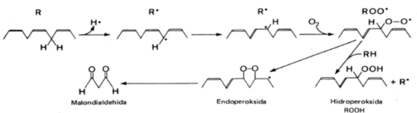 Gambar 5. Proses Peroksidasi  Lipid 