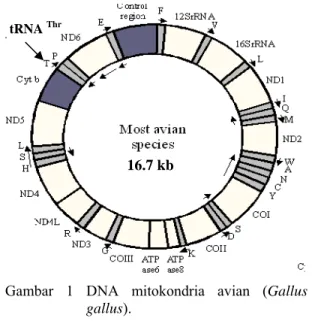 Gambar 1 DNA mitokondria avian (Gallus   gallus). 