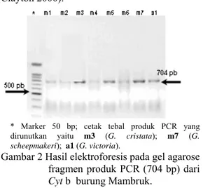 Gambar 2 Hasil elektroforesis pada gel agarose  fragmen produk PCR (704 bp) dari  Cyt b  burung Mambruk