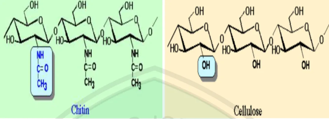 Gambar 4.6. Perbedaan Struktur Chitin dengan Cellulose Tanindya dan Fitriasti  (2010) 