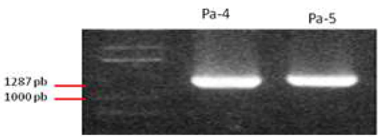 Gambar 1.  Urutan nukleotida fragmen DNA 16S rRNA P. aeuroginosa SP01.