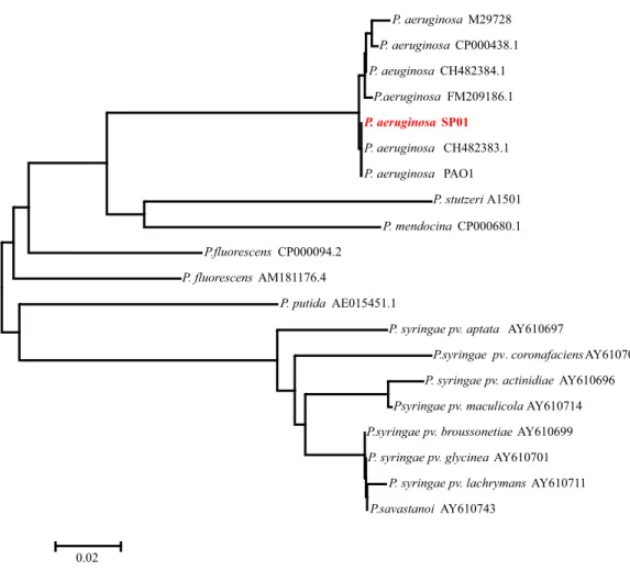 Gambar 4. Pohon filogenetik Pseudomonas sp berdasarkan urutan gen sitrat sintase Figure 4