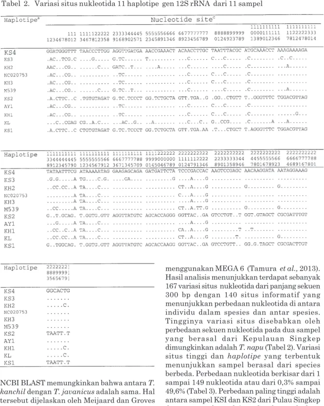 Tabel  2.   Variasi situs nukleotida 11 haplotipe  gen 12S rRNA  dari 11 sampel