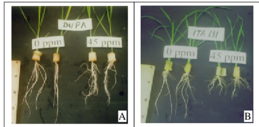 Gambar 4  Penampilan panjang akar varietas Dupa  (A)  dan ITA 131  (B)  pada keadaan  cekaman Al (45 ppm Al) dan tanpa cekaman Al (0 ppm Al)