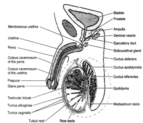 Gambar 1 . organ reproduksi jantan (diambil dan Junqueira, 2003) 