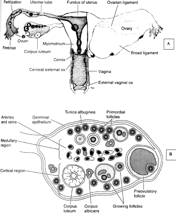 Gambar  3.  A.  Organ  reproduksi  betina,  B.  Tahapan  perkembangan  sd  telur  pada  ovarium (diambil dan Junqueira, 2003) 