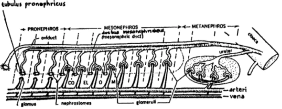 Gambar 1. :  Pola dasar sistem Ekskresi Vertebrata dan Hubungannya dengan Sistem  Sirkulasi