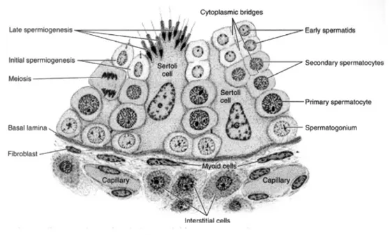 Gambar  2.  diagram  skematis  tubulus  seminiferus  memperlihatkan  sel-sel  spermatogenik dan sel Sertoli (diambil dan Junqueira, 2003) 