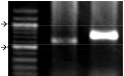 Gambar 1.   Fragmen  MmACT  Hasil PCR Menggunakan  Primer PlAc46S dan PlAc245N (1), dan  Primer PlAc46S dan PlAc284N (2) 