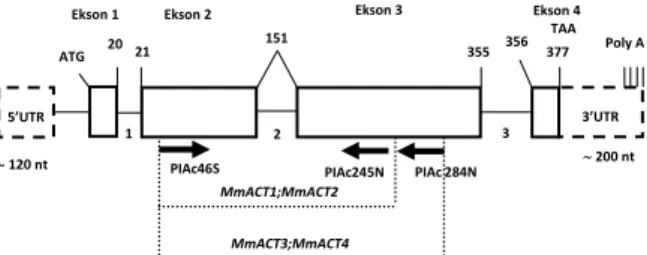 Gambar 5.  Posisi  Fragmen  MmACT dalam Struktur  Umum Gen Aktin A. thaliana [13] 