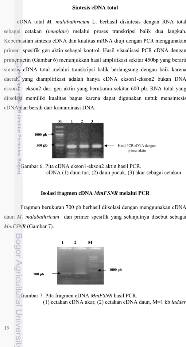 Gambar 6. Pita cDNA ekson1-ekson2 aktin hasil PCR. 