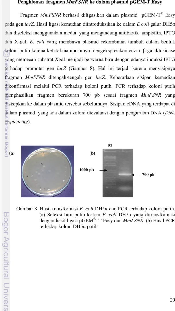 Gambar 8. Hasil transformasi E. coli DH5α dan PCR terhadap koloni putih. 