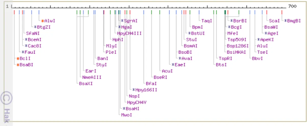 Tabel 2. Hasil analisis kemiripan sekuen nukleotida MmFSNR dengan  program BLASTN (http://www.ebi.ac.uk/BLASTN) 