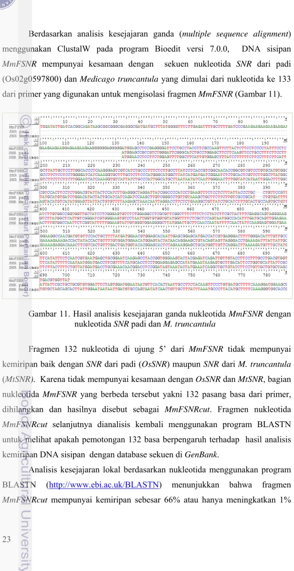 Gambar 11. Hasil analisis kesejajaran ganda nukleotida MmFSNR dengan   nukleotida SNR padi dan M