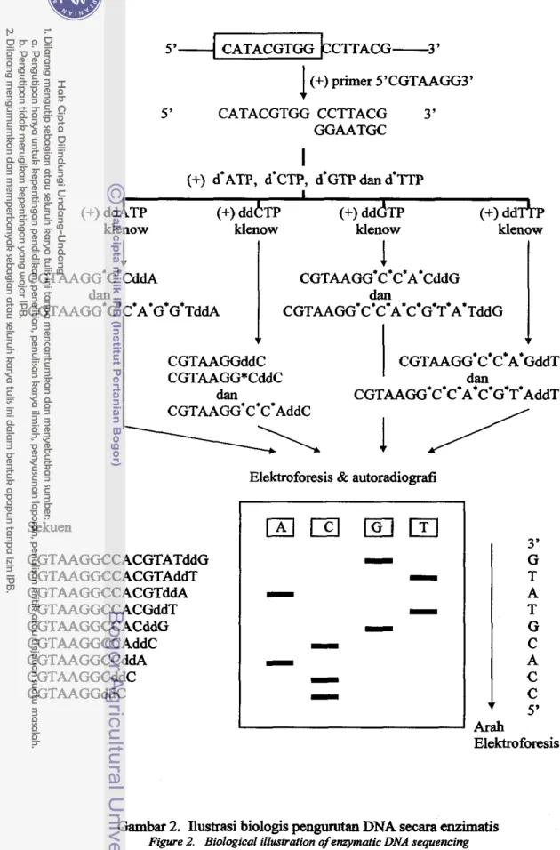 Gambar 2.  Ilustrasi biologis  pengumtan  DNA  secara  enzimatis 
