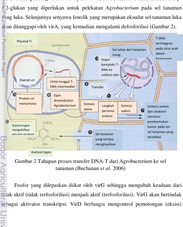 Gambar 2 Tahapan proses transfer DNA-T dari Agrobacterium ke sel  tanaman (Buchanan et al