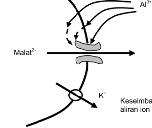 Gambar 2. Model pembukaan saluran malat yang dipicu oleh Al (Delhaize dan Ryan 1995).