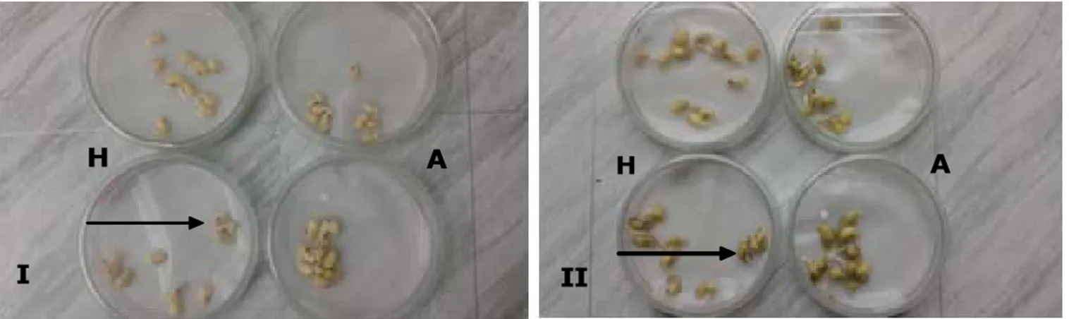 Gambar 1. Pertumbuhan benih kedelai GM2 yang dikecambahkan pada cawan petri berisi media larutan higromisin 25 mg/l (H) dan media akuades (A)