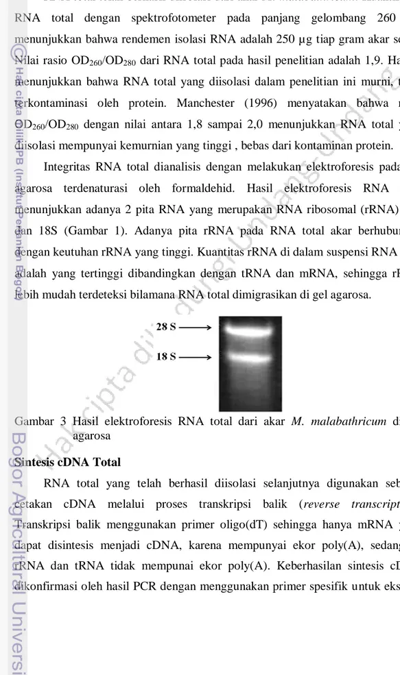 Gambar  3  Hasil  elektroforesis  RNA  total  dari  akar  M.  malabathricum  di  gel  agarosa 