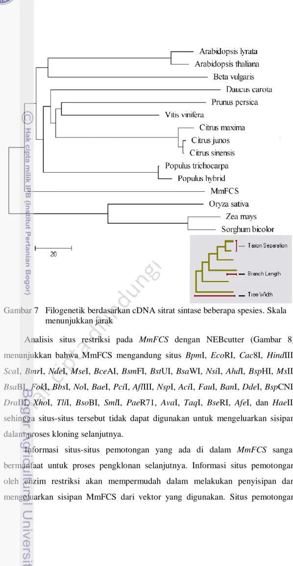 Gambar 7   Filogenetik berdasarkan cDNA sitrat sintase beberapa spesies. Skala  menunjukkan jarak