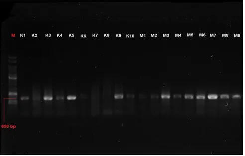 Gambar 1. Hasil Amplifikasi Gen COI Sardinella Lemuru Pada Gel Agarosa 1,5% 