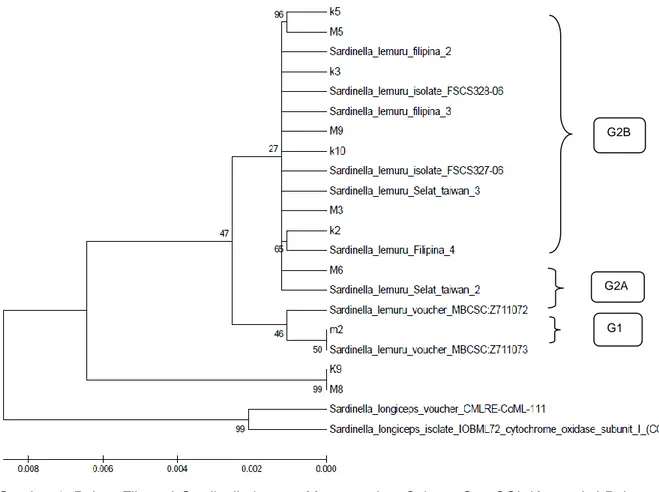 Gambar 3. Pohon Filogeni Sardinella lemuru. Menggunakan Sekuen Gen COI. Konstruksi Pohon   Filogeni  Berdasarkan  Algoritma  Neighbour  Joining  Tree  Dengan  Model  Evolusi  K2P  (Bootstrap 1000x Pengulangan)