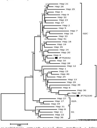 Gambar 2.  Pohon filogeni yang menunjukkan kekerabatan antarhaplotipe  dalam populasi ikan cakalang dari Jembrana dan Karangasem,  Bali, dengan metode Neighbor Joining dan model Kimura  2-pa-rameter