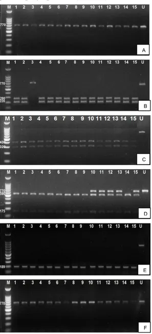 Gambar  2.  Pemotongan  fragmen  DNA  oleh  enzim  a).  BamHI;  b).  HaeII;  c).  HincII;  d)