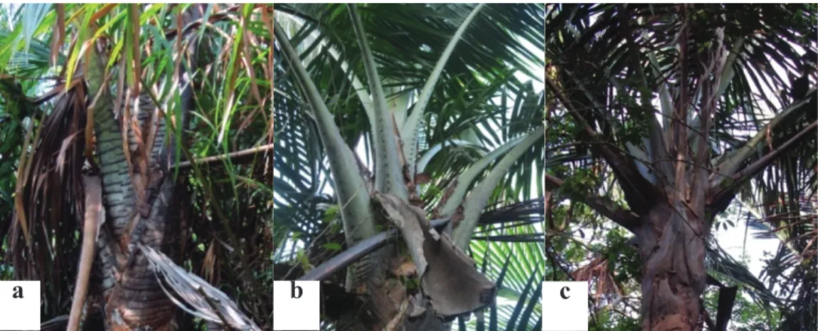 Gambar 1. Variasi sagu yang ditemukan di Pulau Padang; (a) sagu duri, (b) sagu sengke dan (c) sagu  bemban