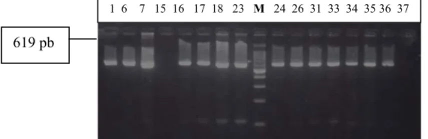 Gambar 1  Produk PCR pertama ekson 11   menunjukkan 1 pita DNA                        sebesar  619  bp,  kecuali  sampel   no