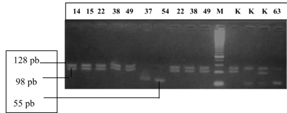 Gambar 2. PCR tahap kedua yaitu produk  MPTP ekson 11 