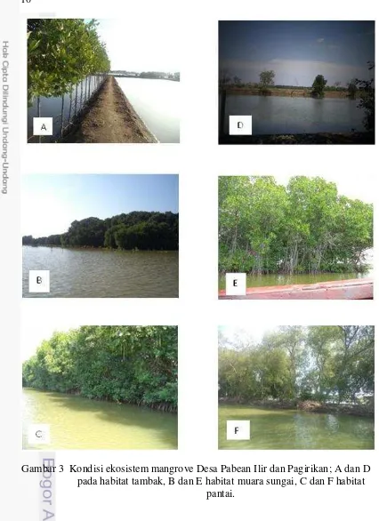 Gambar 3  Kondisi ekosistem mangrove Desa Pabean Ilir dan Pagirikan; A dan D 