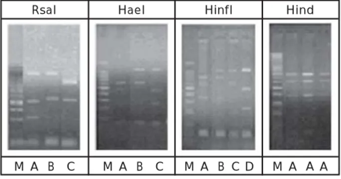 Figure 2. RFLP profile of three population of tilapia ( Oreochromis niloticus ) digested by four restriction enzyme
