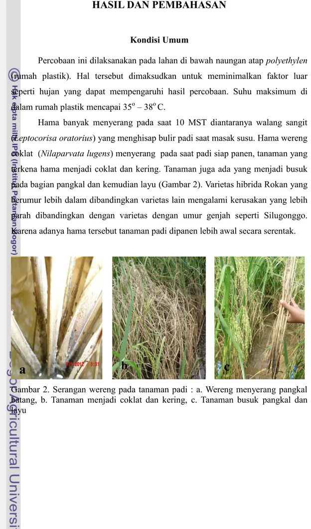 Gambar 2. Serangan wereng pada tanaman padi : a. Wereng menyerang pangkal  batang,  b