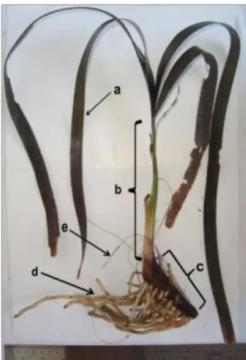 Gambar 1. Morfologi Enhalus acoroides. Bagian a. daun, b. batang   dan pelepah,c. rhizoma, d