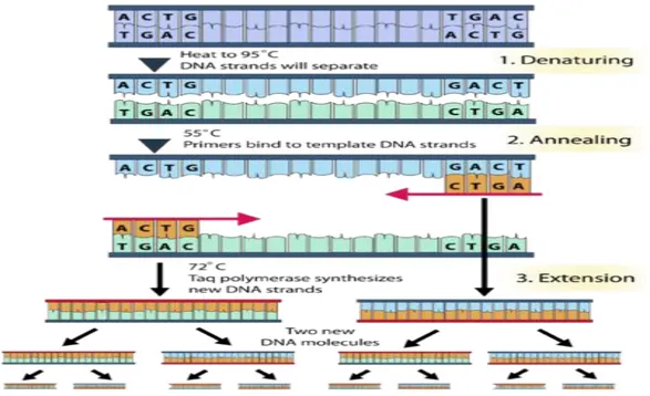 Gambar 2.1 Bagan Proses Polymerase Chain Reaction (PCR) (erlich, 1989). 