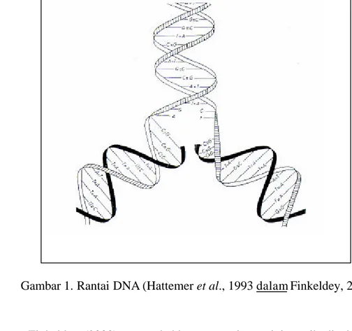 Gambar 1. Rantai DNA (Hattemer et al., 1993 dalam Finkeldey, 2003) 