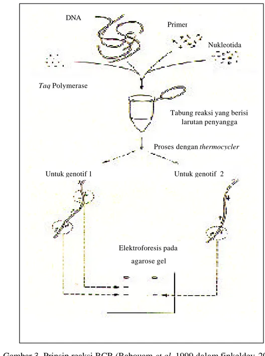 Gambar 3. Prinsip reaksi RCR (Rabouam et al, 1999 dalam finkeldey, 2005) 
