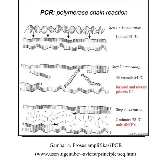 Gambar 4. Proses amplifikasi PCR   (www.users.ugent.be/~avierst/principle/seq.htm) 