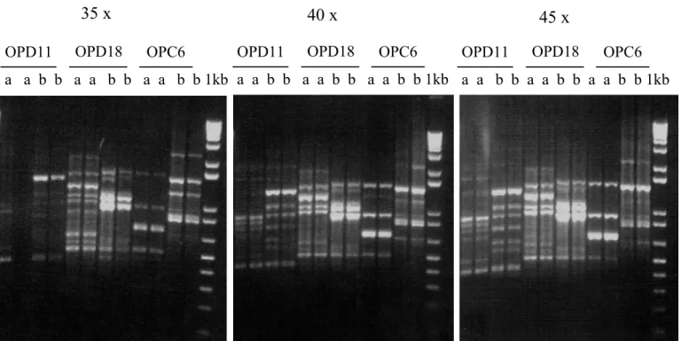 Gambar 4.   Pengaruh jumlah siklus terhadap pola-pola PCR-RAPD pada G.robusta (a) dan G