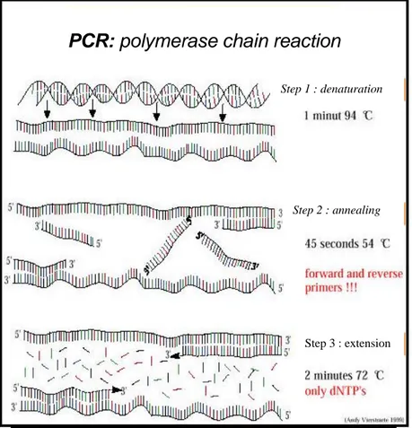 Gambar 4. Proses amplifikasi PCR   (www.users.ugent.be/~avierst/principle/seq.htm) 