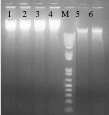 Tabel  1  Data  hasil  spektrofotometer  larutan                                              DNA sampel  Sampel*  A 260 [DNA]  (µg/ml)  260/280 (rasio F 1 )  260/230 (rasio F2 )  DN  0.164  820  1.843  1.908  Dab  0.173  865  1.687  1.347  BN  0.236  1180