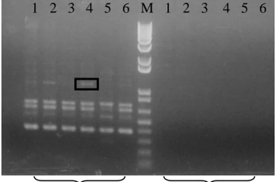 Gambar  6  Pola pita amplifikasi DNA daun,  bunga, dan buah normal dan  abnormal dengan primer OPA 8  dan OPA 9