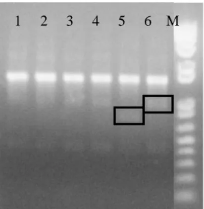 Gambar  9    Pola pita amplifikasi DNA daun,  bunga, dan buah normal dan  abnormal dengan primer OPB 2