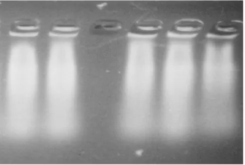 Gambar 1. Hasil proses isolasi DNA tanaman jarak pagar dengan menggunakan bufer CTAB (Sambrook et al., 1989) : Karang Tengah (baris 1, 2),  Lamongan (baris 3, 4), Lombok Barat (baris 5, 6) telah dihaluskan , terbentuk larytan yang sangat kental,yang meunju