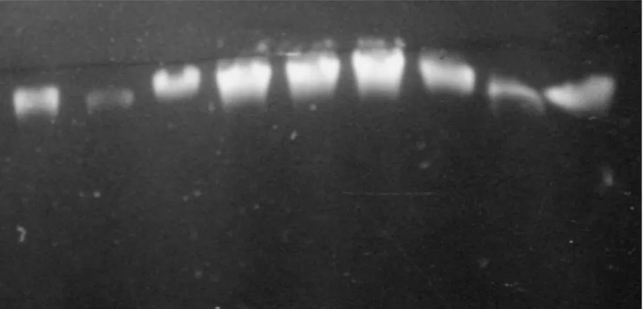 Gambar 2. Hasil proses isolasi DNA tanaman Jarak Pagar dengan menggunakan bufer CTAB (Doyle and Doyle, 1990) : Karang Tengah (baris 1, 2, 3),  Lamongan (baris  4, 5, 6), Lombok