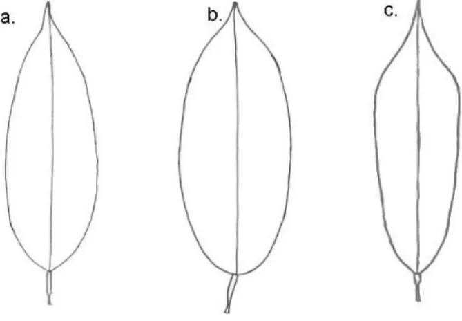 Gambar 1. Bagian terlebar daun, (a) terlebar di pangkal, (b) terlebar di tengah   dan (c) terlebar di ujung