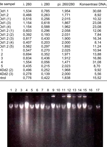 Tabel 1. Kualitas total DNA dari tanaman kacang tanah transgenik dan non  transgenik 