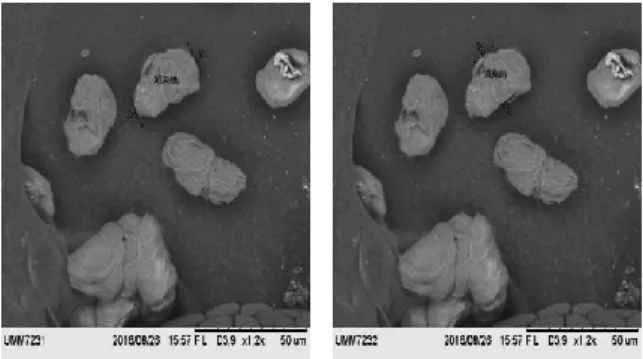 Gambar  5.  Hasil  Pengamatan  Pollen  Anggrek  D.lasianthera menggunakan SEM Keterangan: 